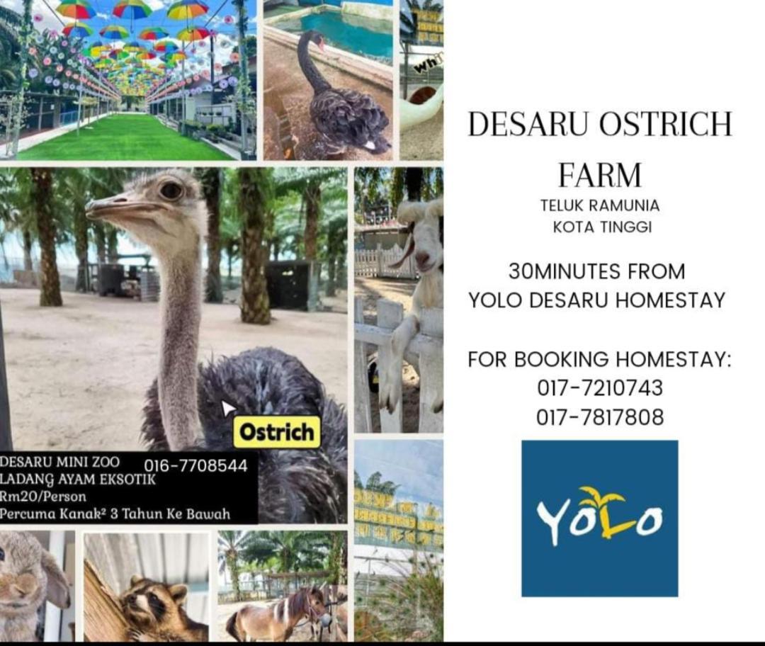 Desaru Homestay-Eva Villa Pool Homestay By Yolo Resort Bandar Penawar Екстер'єр фото